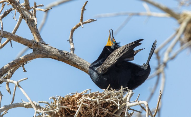 Male Double-Crested Cormorant  in mating pose