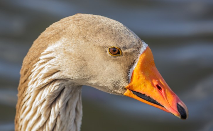 Graylag Portrait