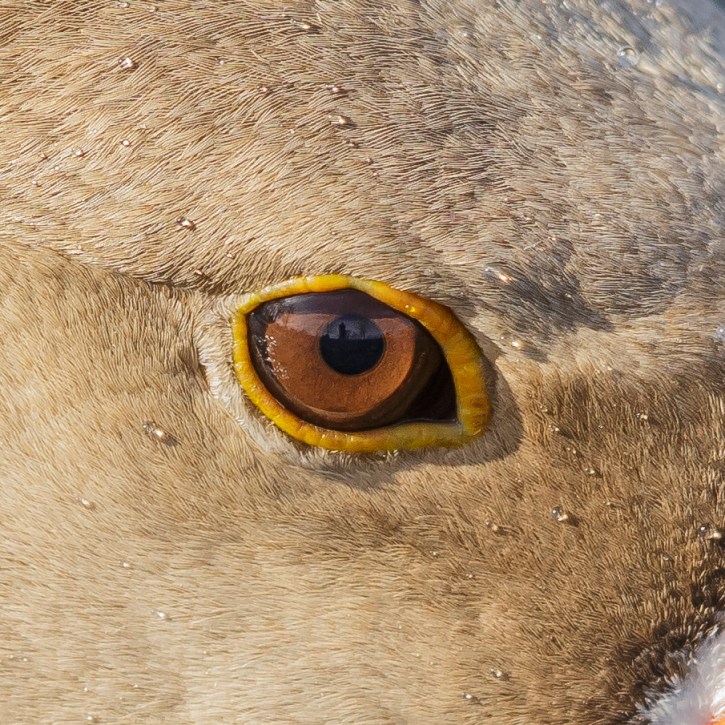 In the Birds Eye View