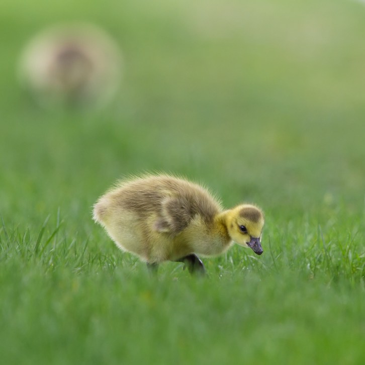 Goslings